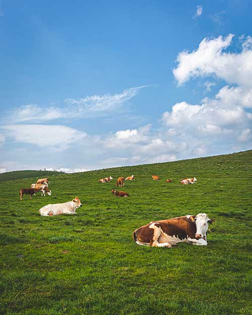 H5-lait-cru.jpg